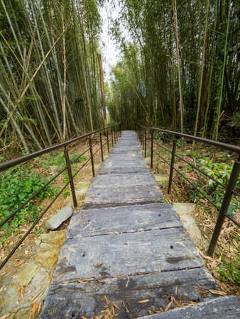 The beautiful bamboo forest in chiayi, Taiwan.の写真素材