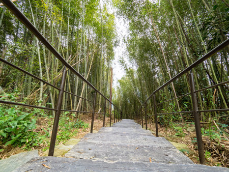 The beautiful bamboo forest in chiayi, Taiwan.の写真素材