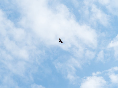 High flying falcon in the sky looking for food