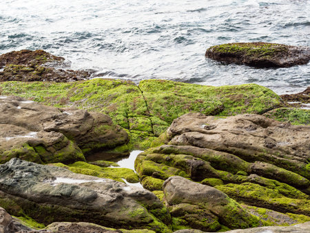 wet beach with rock formations and green algae growth