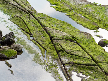 wet beach with rock formations and green algae growth