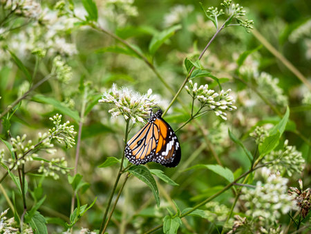 Butterfly on a white flower in garden