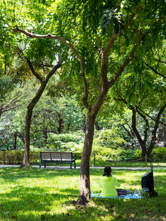 Green alley with trees in the parkの写真素材