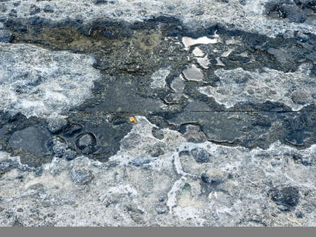 Vibrant colors of aquatic life in rock pools and the tidal zone of rocky coastline beach in hualien,...