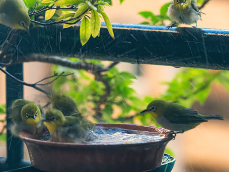 A tumultuous scenery of a flock of japanese white - eye taking a bath in a water basin.の写真素材