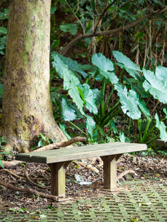 old wooden bench in forest parkの写真素材