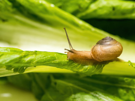 Closeup macro shot of snail crawling on green leaf. Green backgroundの写真素材