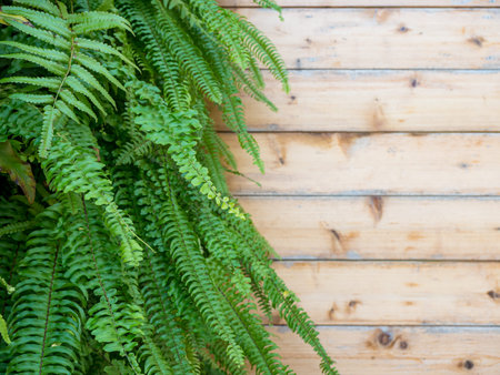 Branches and leaves on wooden rustic white background.の写真素材