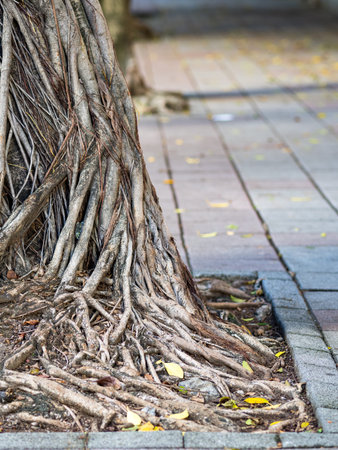 Closeup image of a trunk in square shaped tree bed. Soil in the hole is covered with pebbles and...