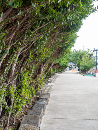 Landscape of straight road under the trees