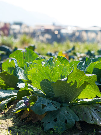 green vegetable field ripening in spring season, agricultural landscape.