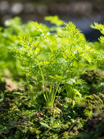 green vegetable field ripening in spring season, agricultural landscape.の写真素材