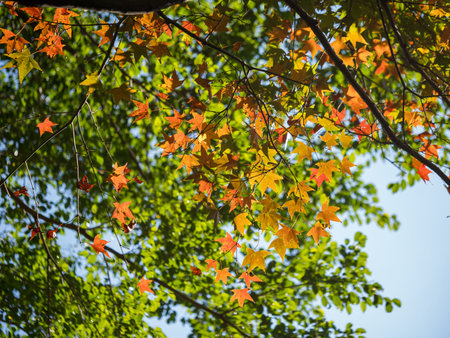 autumn colored maple tree branch at sunny blue sky.の写真素材