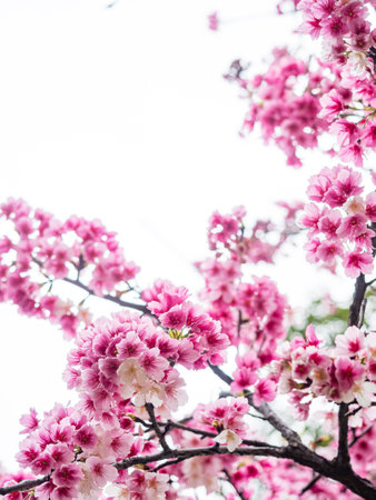 Pink spring cherry blossom. Cherry tree branch with spring pink flowers.の写真素材