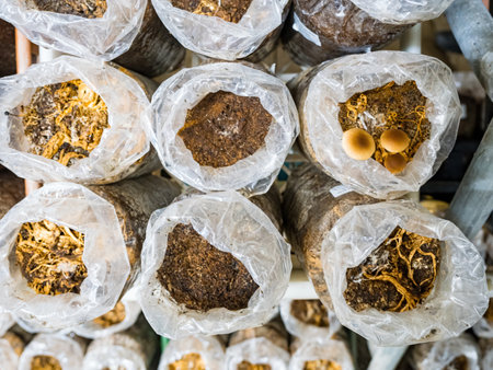 Organic oyster mushrooms growing on a mushrooms farm at Thailand, Oyster mushrooms cultivation at farm, Mushroom cultivation, growing in farm. Mushroom cultivation in plastic bags, Straw Mushroom farm.の写真素材