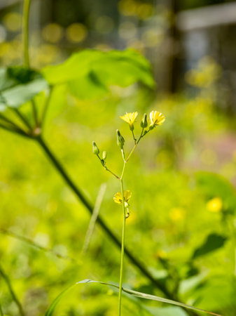 tiny yellow flowers in gardenの写真素材