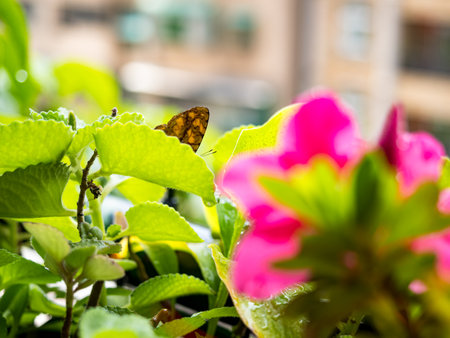 Butterfly on a flower (Rhododendron)の写真素材
