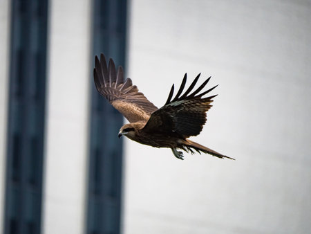 Milvus migrans in Keelung,Taiwan.の写真素材
