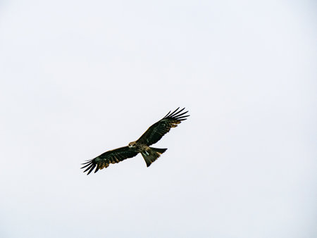 Milvus migrans in Keelung,Taiwan.の写真素材