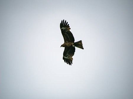 Milvus migrans in Keelung,Taiwan.