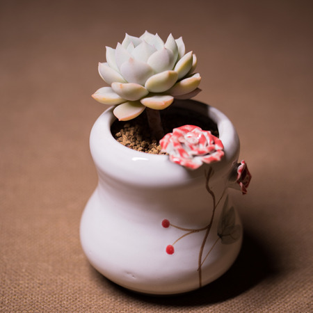 White Peony cactusの写真素材