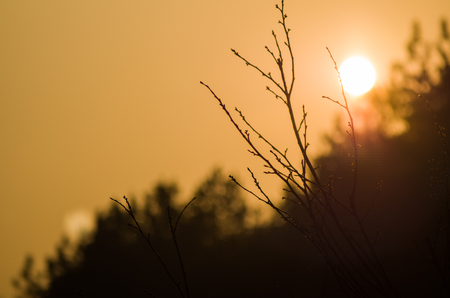 Sunset with silhouette of treeの写真素材
