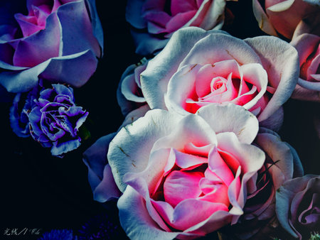 Tranquilの写真素材