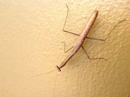 Macro shot of a praying mantisの素材