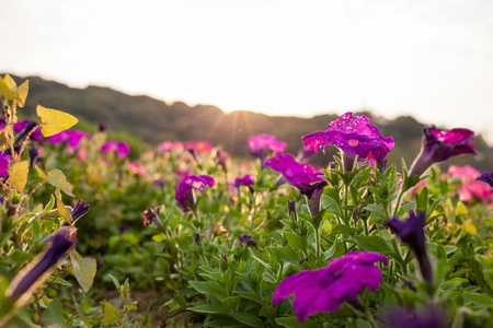 Purple flowers on field in sunset timeの写真素材