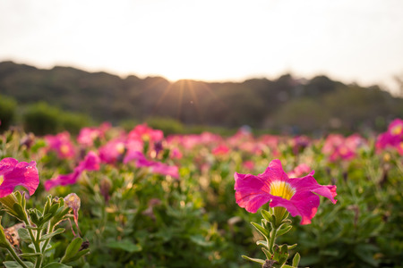 Pink flowers on field in sunset timeの写真素材