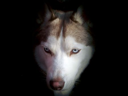 dogの写真素材