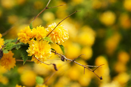 flowerの写真素材