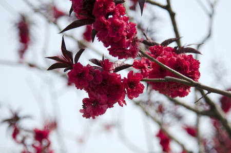 Peach blossomの写真素材