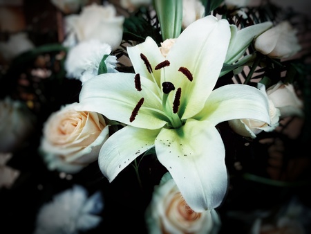 Lily flowerの写真素材