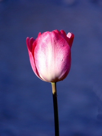 The pink tulips in the sunlightの写真素材