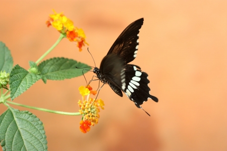 A eat pollen Butterflyの写真素材