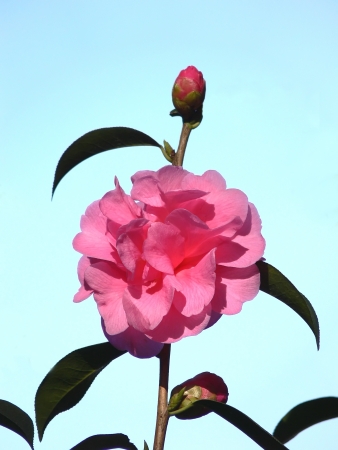 Pink camellia flower in spring bloomの写真素材