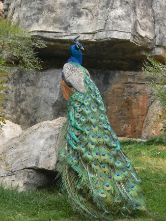 peacockの写真素材