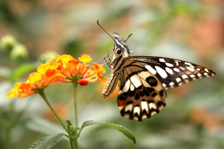 Outdoor a butterfly in nectarの写真素材