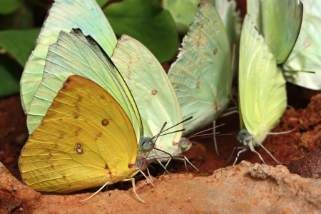A group of butterfliesの写真素材