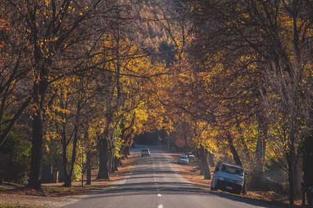 Golden Maple Treelineの写真素材