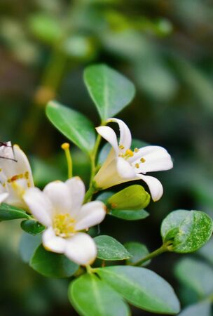 closeup of white flower and leavesの写真素材