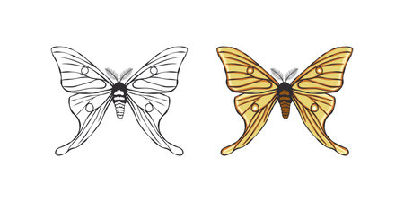Butterflies icons. exotic butterflies. Hand drawn butterfly contours. vector scalable graphicsのイラスト素材