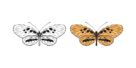 Butterfly images. hand drawn butterfly. Pictures of funny butterflies. vector scalable graphicsのイラスト素材