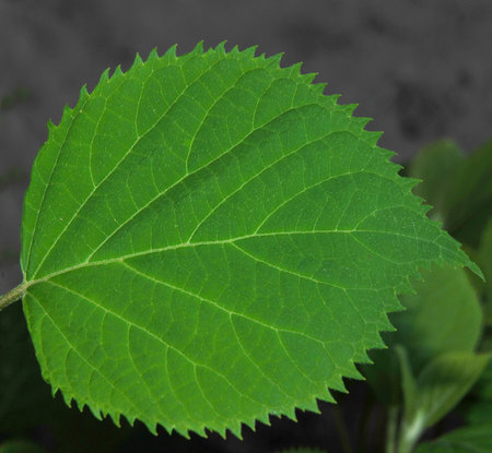 Hydrangea leaves