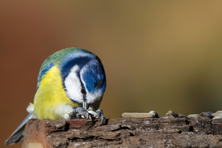 Blue tit eats sunflower seedsの写真素材