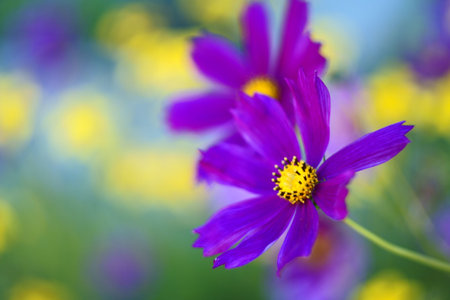 Beautiful Flowairsの写真素材