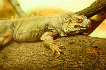 Green Iguana in Polish Zooの写真素材