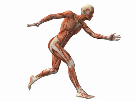 muscle man , male Body Anatomy の写真素材