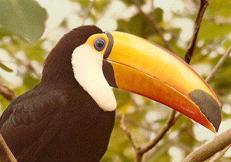 toucan, bird